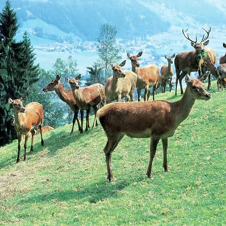 Schanblick Ii Nyaraló